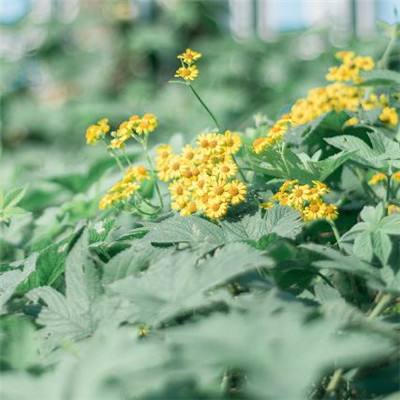 江南体育app下载方式最新